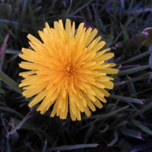 Photographie n°2147437 du taxon Taraxacum officinale F.H.Wigg. [1780]