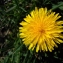  isabelle Ribaute - Taraxacum officinale F.H.Wigg. [1780]