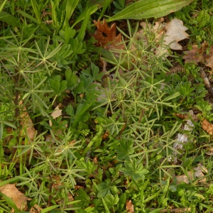 Photographie n°2147514 du taxon Lupinus angustifolius L. [1753]