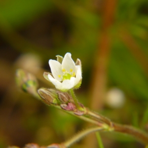 Photographie n°2147517 du taxon Spergula arvensis L. [1753]