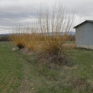 Photographie n°2147570 du taxon Salix alba var. vitellina (L.) Stokes [1812]