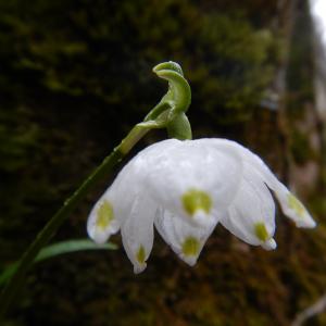 Photographie n°2147648 du taxon Leucojum vernum L. [1753]