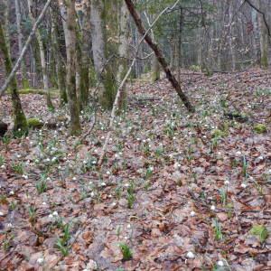 Photographie n°2147653 du taxon Leucojum vernum L. [1753]