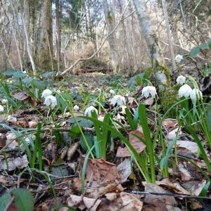 Photographie n°2147672 du taxon Leucojum vernum L. [1753]