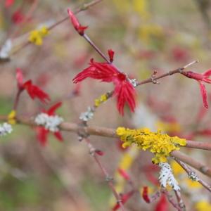 Photographie n°2147692 du taxon Acer palmatum Thunb. [1784]