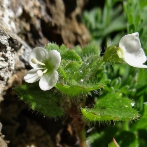 Photographie n°2147722 du taxon Veronica cymbalaria Bodard