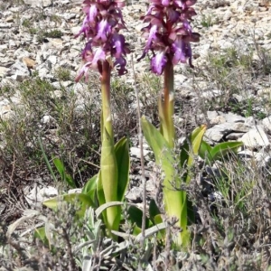 Photographie n°2147731 du taxon Himantoglossum robertianum (Loisel.) P.Delforge [1999]