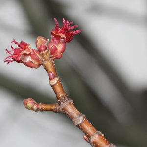 Acer rubrum L. (Érable rouge)