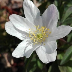 Photographie n°2147734 du taxon Anemone sylvestris L. [1753]