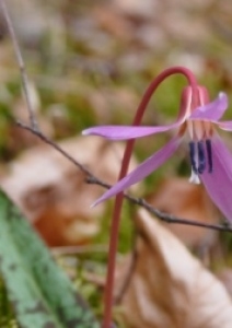 Photographie n°2147748 du taxon Erythronium dens-canis L.