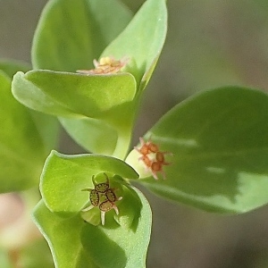 Photographie n°2147780 du taxon Euphorbia peplus var. peploides (Gouan) Vis. [1852]