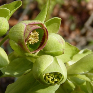 Photographie n°2147820 du taxon Helleborus foetidus L. [1753]