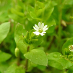 Photographie n°2147864 du taxon Stellaria media (L.) Vill. [1789]