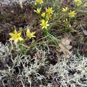 Photographie n°2147884 du taxon Gagea soleirolii subsp. soleirolii 