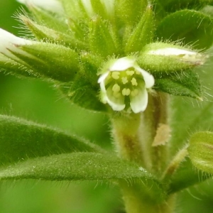 Photographie n°2147892 du taxon Cerastium glomeratum Thuill. [1799]