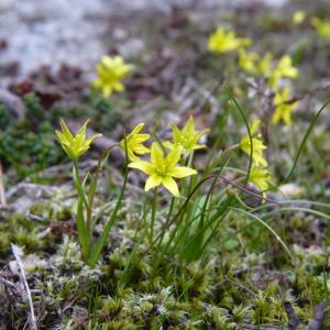 Photographie n°2147934 du taxon Gagea soleirolii subsp. soleirolii 