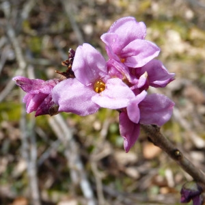 Photographie n°2147944 du taxon Daphne mezereum L. [1753]