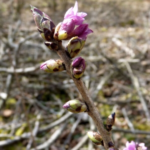 Photographie n°2147945 du taxon Daphne mezereum L. [1753]