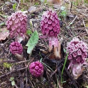 Photographie n°2147949 du taxon Petasites officinalis Moench [1794]