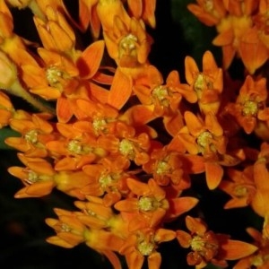 Photographie n°2147966 du taxon Asclepias curassavica L. [1753]