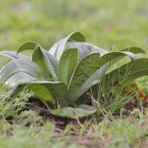 Photographie n°2147980 du taxon Himantoglossum hircinum (L.) Spreng. [1826]