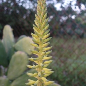 Photographie n°2148086 du taxon Aloe vera (L.) Burm.f.