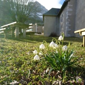 Photographie n°2148088 du taxon Leucojum vernum L. [1753]