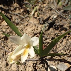 Photographie n°2148099 du taxon Freesia alba (G.L.Mey.) Grumbl. [1896]