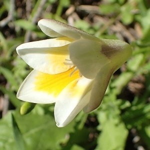 Photographie n°2148100 du taxon Freesia alba (G.L.Mey.) Grumbl. [1896]