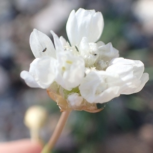  - Armeria arenaria subsp. pradetensis Médail, Baumel & Auda [2009]