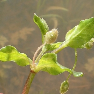 Photographie n°2148128 du taxon Myosoton aquaticum (L.) Moench [1794]