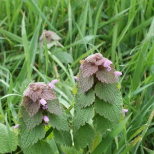 Photographie n°2148277 du taxon Lamium purpureum L. [1753]