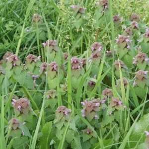 Photographie n°2148279 du taxon Lamium purpureum L. [1753]