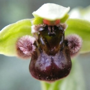 Photographie n°2148290 du taxon Ophrys bombyliflora Link [1800]