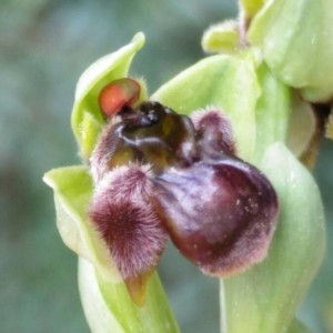 Photographie n°2148292 du taxon Ophrys bombyliflora Link [1800]