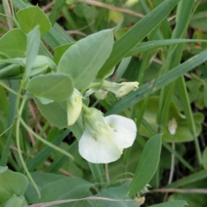 Photographie n°2148314 du taxon Lathyrus ochrus (L.) DC. [1805]