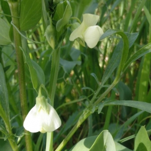 Photographie n°2148316 du taxon Lathyrus ochrus (L.) DC. [1805]