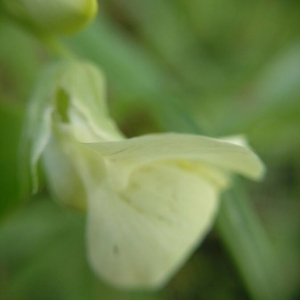 Photographie n°2148317 du taxon Lathyrus ochrus (L.) DC. [1805]