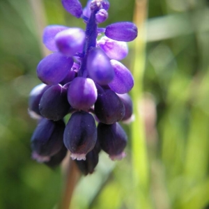 Photographie n°2148318 du taxon Muscari neglectum Guss. ex Ten. [1842]