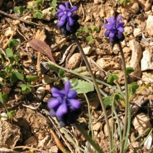 Photographie n°2148320 du taxon Muscari neglectum Guss. ex Ten. [1842]