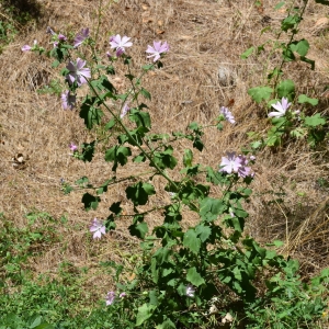 Photographie n°2148349 du taxon Malva alcea L.