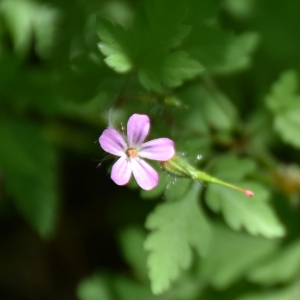 Photographie n°2148350 du taxon Geranium robertianum L. [1753]