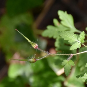 Photographie n°2148352 du taxon Geranium robertianum L. [1753]