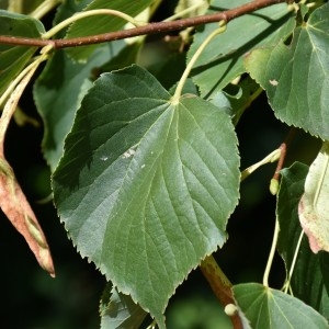 Photographie n°2148354 du taxon Tilia cordata Mill. [1768]