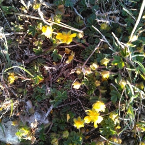 Photographie n°2148379 du taxon Potentilla cinerea Chaix ex Vill. [1779]