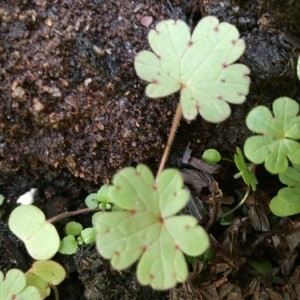 Photographie n°2148393 du taxon Geranium rotundifolium L. [1753]