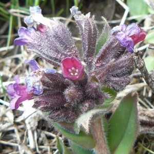 Photographie n°2148412 du taxon Pulmonaria officinalis L. [1753]