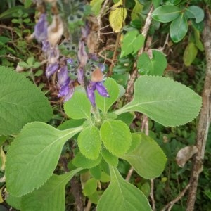 Photographie n°2148482 du taxon Plectranthus amboinicus (Lour.) Spreng.