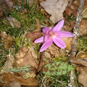 Photographie n°2148492 du taxon Erythronium dens-canis L.