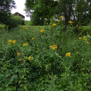 Photographie n°2148560 du taxon Tanacetum vulgare L. [1753]